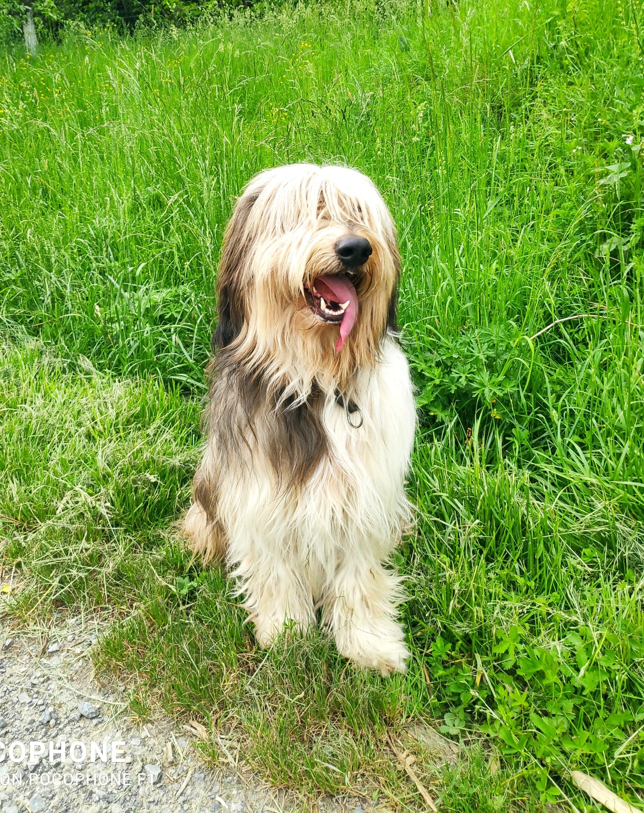 Wäller von der Straubenhalde